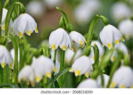 Attēlu rezultāti vaicājumam “Leucojum vernum var. vernum”