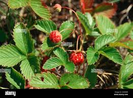 Attēlu rezultāti vaicājumam “Fragaria viridis fruit”