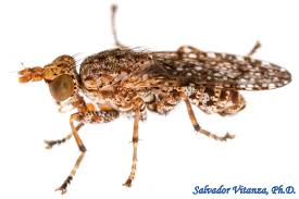 Attēlu rezultāti vaicājumam “Sciomyzidae”