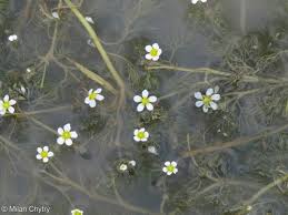 Attēlu rezultāti vaicājumam “Batrachium”