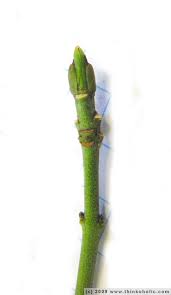 Attēlu rezultāti vaicājumam “Euonymus europaeus bud”