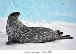 Image result for Pusa hispida