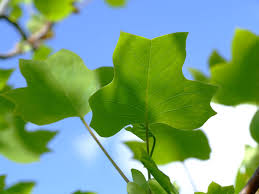 Attēlu rezultāti vaicājumam “Liriodendron tulipifera leaf”