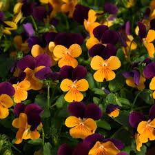 Attēlu rezultāti vaicājumam “Viola uliginosa”