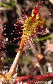 Attēlu rezultāti vaicājumam “Drosera anglica leaf”