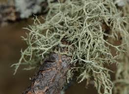 Attēlu rezultāti vaicājumam “Evernia mesomorpha”