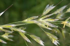 Attēlu rezultāti vaicājumam “Helictotrichon pubescens”