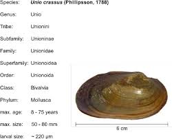 Attēlu rezultāti vaicājumam “Unio crassus”