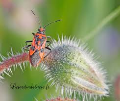 Attēlu rezultāti vaicājumam “Corizus hyoscyami imago”