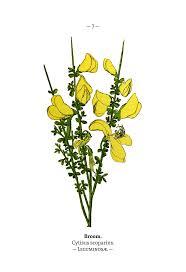 Image result for Cytisus scoparius