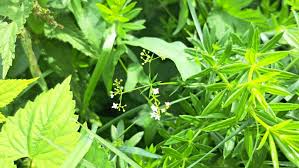 Attēlu rezultāti vaicājumam “Galium rivale flower”