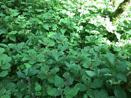 Attēlu rezultāti vaicājumam “Paris quadrifolia”