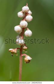 Attēlu rezultāti vaicājumam “Pyrola minor bud”