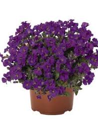 Image result for Aubrieta hybrida (cultorum)