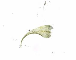 Attēlu rezultāti vaicājumam “Campyliadelphus elodes”