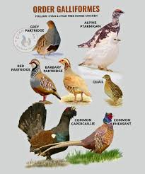 Attēlu rezultāti vaicājumam “Galliformes”