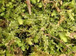 Attēlu rezultāti vaicājumam “Chiloscyphus”