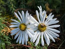 Image result for Leucanthemella serotina