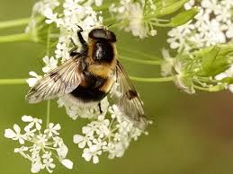 Attēlu rezultāti vaicājumam “Volucella bombylans”