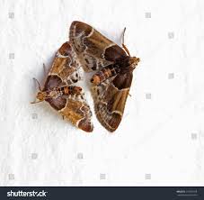 Attēlu rezultāti vaicājumam “Pyralis farinalis”