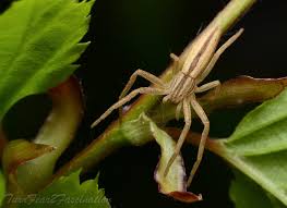 Attēlu rezultāti vaicājumam “Tibellus oblongus”