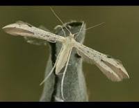 Attēlu rezultāti vaicājumam “Adaina microdactyla”