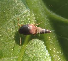 Attēlu rezultāti vaicājumam “Sepedophilus sp.”