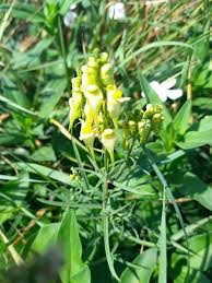 Attēlu rezultāti vaicājumam “Linaria loeselii”