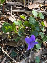 Attēlu rezultāti vaicājumam “Viola reichenbachiana”