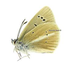 Attēlu rezultāti vaicājumam “Agrodiaetus damon”