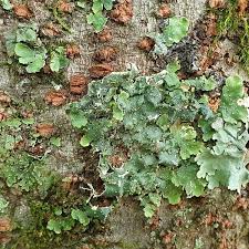 Attēlu rezultāti vaicājumam “Punctelia subrudecta”