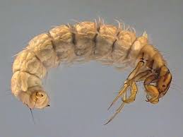 Attēlu rezultāti vaicājumam “Phryganeidae”