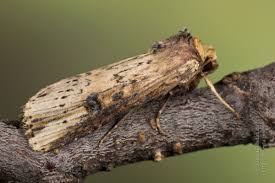 Attēlu rezultāti vaicājumam “Axylia putris”