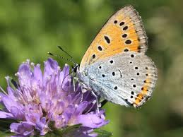 Attēlu rezultāti vaicājumam “Lycaena dispar”