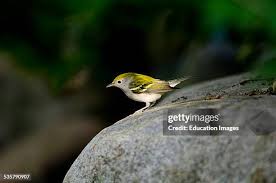 Image result for Dendroica pensylvanica