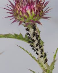 Attēlu rezultāti vaicājumam “Uroleucon cirsii”