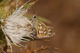 Attēlu rezultāti vaicājumam “Hesperia comma underside”