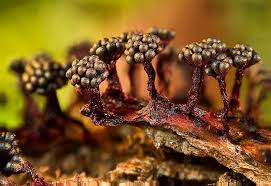 Attēlu rezultāti vaicājumam “Metatrichia floriformis”