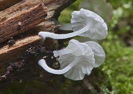 Attēlu rezultāti vaicājumam “Delicatula integrella”