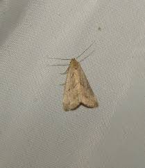 Attēlu rezultāti vaicājumam “Hypenodes humidalis”