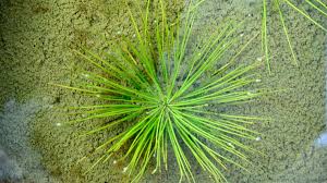 Attēlu rezultāti vaicājumam “Isoetaceae”