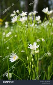 Attēlu rezultāti vaicājumam “Stellaria palustris flower”