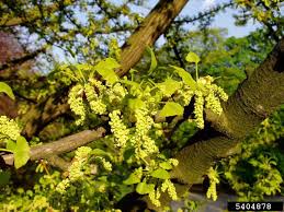 Attēlu rezultāti vaicājumam “Ginkgo biloba male flower”