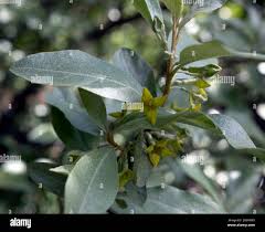 Attēlu rezultāti vaicājumam “Elaeagnus commutata”