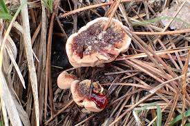 Attēlu rezultāti vaicājumam “Hydnellum ferrugineum”