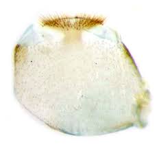 Attēlu rezultāti vaicājumam “Tischeria ekebladella”