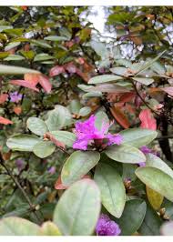 Attēlu rezultāti vaicājumam “rhododendron”