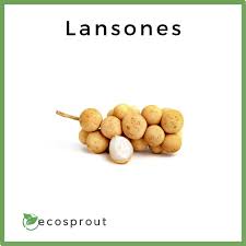 Image result for Lansongammon