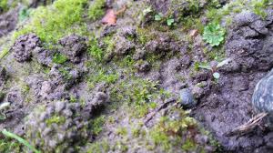 Attēlu rezultāti vaicājumam “Dicranella schreberiana”