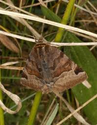 Attēlu rezultāti vaicājumam “Euclidia glyphica”